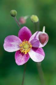 8 Fall Blooming Native Plants You Ll Love For Adding Late Season Color To Your Garden Fall Blooming Flowers Fall Flowers Fall Garden Planting