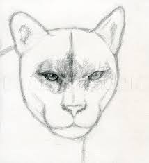 Home » coloring page view » free coloring pages of mountain lions. How To Draw A Realistic Puma Mountain Lion Coloring Page Trace Drawing