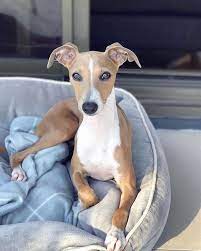 Whippet Lover On Instagram Please Doubletab And Tag A Friend Below What A Beauty Follow T Whippet Dog Puppy Italian Greyhound Puppies Whippet Puppies