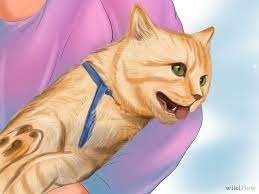 We did not find results for: 15 à¸§ à¸˜ à¸ª à¸‡à¹€à¸à¸•à¸­à¸²à¸à¸²à¸£à¸› à¸§à¸¢à¸‚à¸­à¸‡à¹à¸¡à¸§ à¸— à¸—à¸²à¸ªà¹à¸¡à¸§à¸„à¸§à¸£à¸£ à¹€à¸­à¸²à¹„à¸§ Dog Vs Cat
