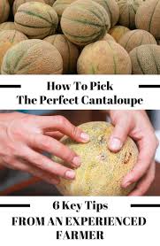 The skin will have almost a. How To Pick The Perfect Watermelon Pineapple Cantaloupe And Strawberries