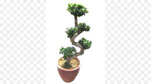 Compare prices on popular products in home decor. Bonsai Tree