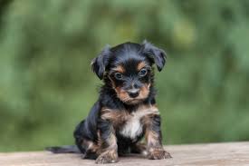Toy & teacup maltipoo puppies sex: Craigslist Yorkie Puppy
