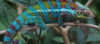 Maybe you would like to learn more about one of these? The Stunning Panther Chameleon Critter Science
