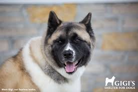 Maybe you would like to learn more about one of these? Gigi S Shelter For Dogs Is A Dream Come True Columbus Humane