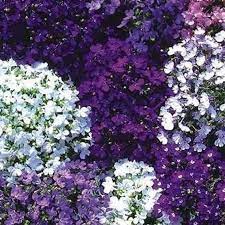 Lobelia Erinus Riviera Flower Seeds Annual 50 Etsy In 2021 Ground Cover Plants Ground Cover Seeds Ground Cover