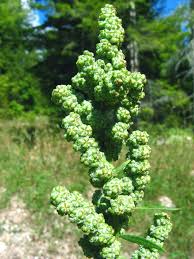Image result for Chenopodium opulifolium