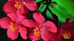 Image result for Jatropha campestris
