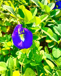 Image result for Ipomoea tuberculata