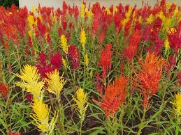 9 Different Types Of Celosia Flowers Home Stratosphere