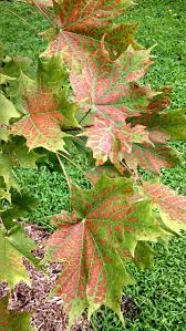 But its intolerance of heat, drought and heavy clay soils has limited plantings in urban settings and hotter regions. Do Sugar Maple Trees Grow Out Of Leaf Scorch
