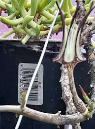 Image result for Ceropegia multiflora