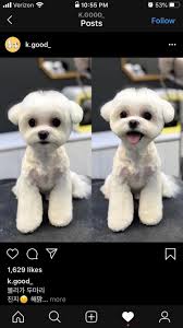 It is styled slick back but not tight against the head, making a. I M Taking My Maltese To A New Groomer In A Few Weeks How Difficult Is It For The Average Groomer To Do This Haircut Around The Head Pic Is From Shu And