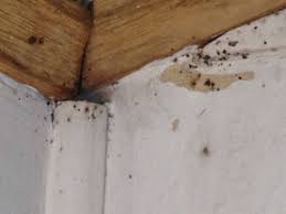 Answers to pest control questions that new tenants must ask in california. Bed Bugs An Itching Topic For California Rental Housing Providers