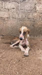 Image result for scabies dogs detail