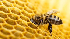 Benefits of Beeswax | Beeswax For Skin | Burt's Bees UK