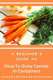 A Beginner S Guide On Growing Carrots In Containers Growing Carrots Growing Carrots From Seed Carrots