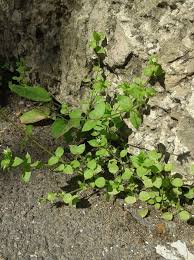It is used as a cooling herbal remedy, and grown as a vegetable crop and. Stellaria Media Izobrazhenie Osobi Plantarium