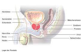 Explains prostate problems including prostatitis and benign prostatic hyperplasia. Wie Funktioniert Die Prostata Gesundheitsinformation De