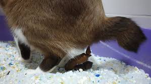 Hellbrauner stuhlgang mit schwarzen punkten so zeigt dir dein. Katzenkot Welche Gefahren Gehen Von Den Hinterlassenschaften Aus