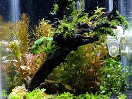 Pengenalan substrate dan pupuk aquascape. Tertarik Membuat Aquascape Ini 10 Langkah Membuat Aquascape Minimalis Dan Rekomendasi Produk Yang Bisa Anda Gunakan