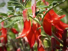 Image result for Lessertia pauciflora