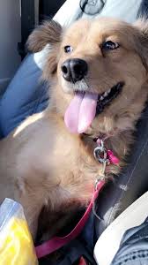 Maybe you would like to learn more about one of these? Maine Coast Animal Rescue Home Facebook