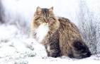 Hypo-Allergenic Siberian Cats and Kittens for Sale ...