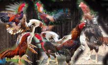 .dagelan ayam, ayam medan, ayam binjai, ayam aduan, ayam petarung jogjakarta, ayam ayam blorok, ayam vs, ayam muda, ayam taji, jago jalu, pukul saraf, pukul ko, ayam win ayam bangkok dan ayam birma perbedaan ayam shamo dan ayam bangkok ciri kaki ayam pukulan maut. Ayam Bangkok Pukul Ko Berikut Ciri Cirinya Lentera Inspiratif