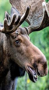 Close Up Of Moose Face Awesome Photo Moose Moosecloseup Wildlife Awesomephotosofanimals Moose Pictures Moose Animals