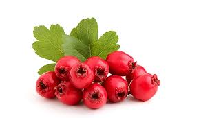 Hawthorn is used in candies and beverages due to its sweet and tart flavor. How The Hawthorn Plant Is Used And Hawthorn Berry Benefits
