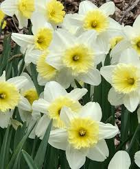 Narcissus Ice Follies In 2020 Narcissus Bulb Flowers Daffodils