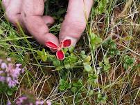 YPP Training: Blanket Bog Indicator Species