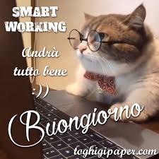 No One Will Ever Be Able To Explain Cat Logic To Me In 2020 Cool Illusions Work Smarter Buongiorno