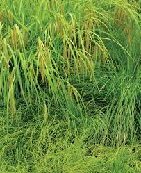 Image result for Carex petitiana