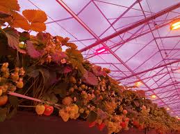 Strawberries growing indoors require a minimum 6 hours of direct sunlight or 12 hours under an led plant light. Led Grow Lights For Strawberries Oreon