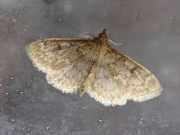 Image result for Anania perlucidalis