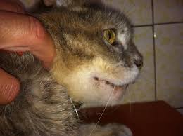 The lymph nodes behind the knees and under the jaws are easiest to find. Epidermal And Hair Follicle Tumors Integumentary System Merck Veterinary Manual