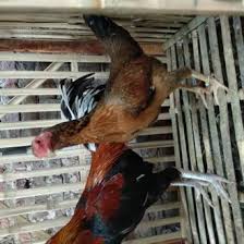Ayam potong dadu•jamur champignon•sekepal bayam, rebus dan cacah•susu•keju cheddar parut•cheese cream (opsional). Jual Produk Telur Ayam Birma Termurah Dan Terlengkap Agustus 2021 Bukalapak