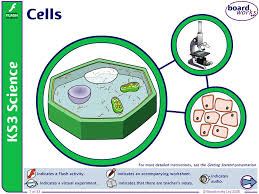 We did not find results for: Boardworks Ks3 Science 2008 Cells Ppt Video Online Download