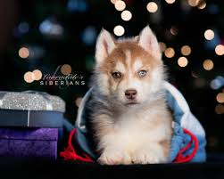 We did not find results for: Siberian Husky Puppy Christmas Photos Siberian Cats For Sale Cat Adoption Siberian Husky