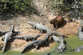 Nyan cat, a viral meme from 2011 featuring a pixelated. Capybaras Don T Seem To Care Much About Caiman Bild Von Pantanal Nature Cuiaba Tripadvisor