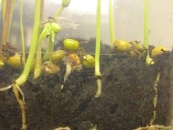 (1) an embryo, (2) a supply of nutrients for the embryo, and (3) a seed coat. Germination Wikipedia