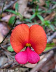 Image result for Fabaceae subfamily Papilionoideae