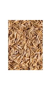 Image result for Avena byzantina