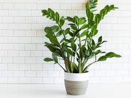 Unfortunately, zz plants are poisonous to cats and dogs. Zz Plant Zanzibar Gem Indoor Plant Care Growing Guide