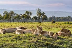 The maasai mara park and its river is also the final destination for impressive numbers of animals during the dry season's great migration, the largest known migration of wildlife on the planet. Masai Mara Lions Facts About Lions In The Famed Wildlife Reserve And In Kenya