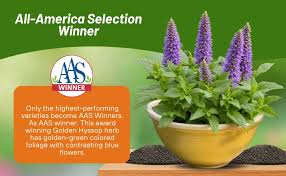 Image result for Anisopappus chinensis