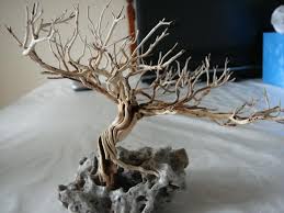 Photo By Richard Lish Bonsai Diy Aquarium Driftwood