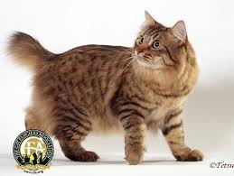 Breed Profile The American Bobtail